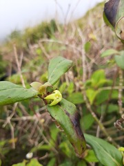 Kadua acuminata