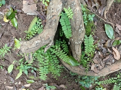 Adiantum philippense