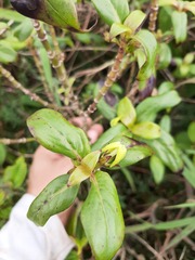 Kadua acuminata