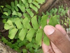 Adiantum philippense