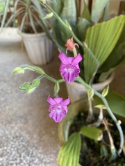 Calanthe labrosa