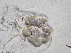 Stichodactyla haddoni