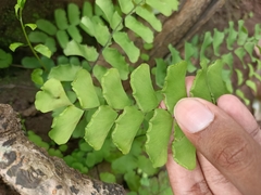 Adiantum philippense