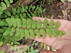 Adiantum philippense