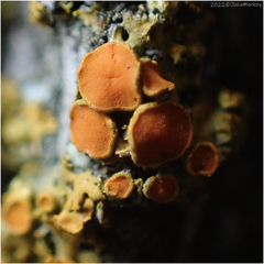 Xanthorioideae