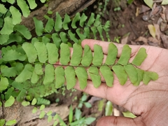 Adiantum philippense