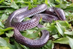 Xenopeltis unicolor
