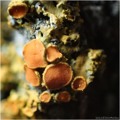 Xanthorioideae