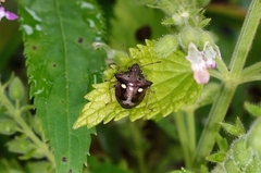 Eysarcoris guttigerus