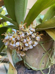 Gastrochilus obliquus