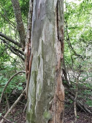 Libidibia sclerocarpa