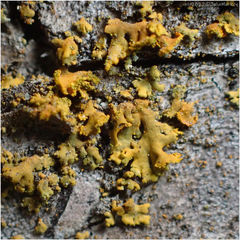 Xanthomendoza