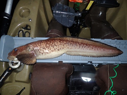 Laval's eelpout (Lycodes lavalaei) — Zoarcidae — 4