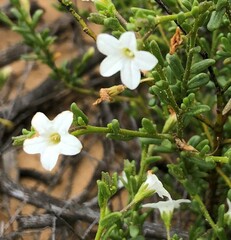 Cyphanthera myosotidea