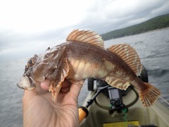 Myoxocephalus scorpius