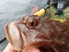 Myoxocephalus scorpius