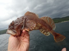 Myoxocephalus scorpius