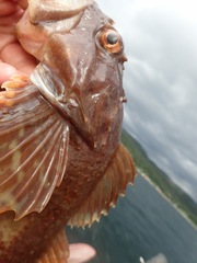 Myoxocephalus scorpius