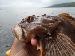 Myoxocephalus scorpius