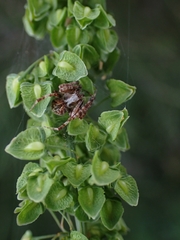 Backobourkia
