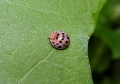 Henosepilachna vigintioctopunctata
