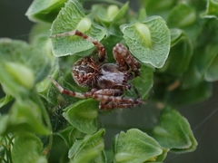 Backobourkia