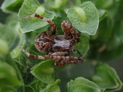Backobourkia