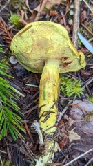 Pulveroboletus