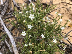 Cyphanthera myosotidea