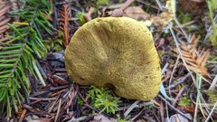 Pulveroboletus