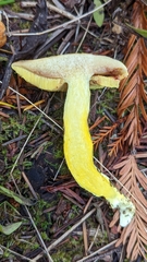 Pulveroboletus