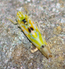 Erythroneura octonotata