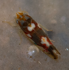 Erythroneura elegans