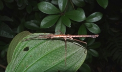 Neohirasea hongkongensis