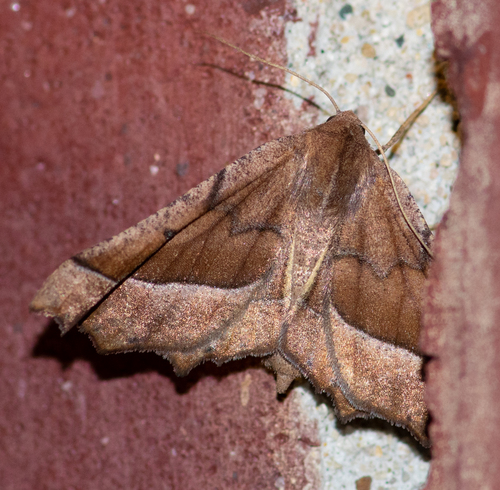 Coastal Pero Moth