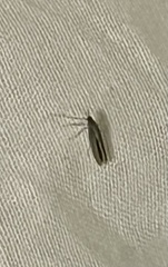 Tineola bisselliella