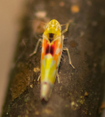 Erythroneura octonotata
