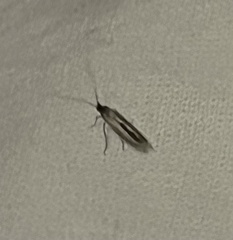 Tineola bisselliella