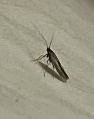 Tineola bisselliella