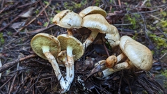 Suillus umbonatus