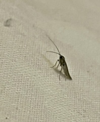 Tineola bisselliella