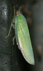 Iassinae