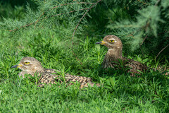 Burhinus capensis