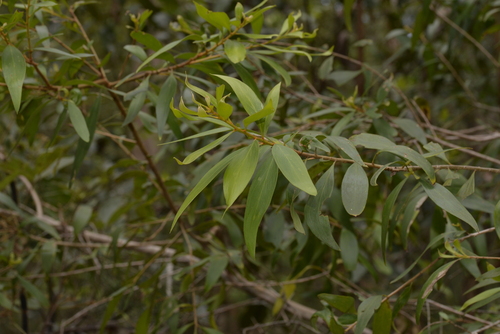 Persoonia adenantha