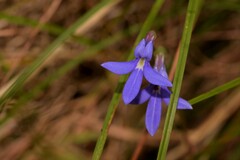 Lobelia gibbosa