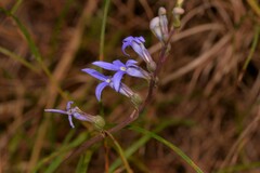 Lobelia gibbosa