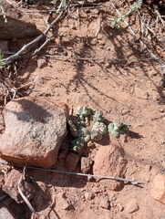 Euphorbia tridentata