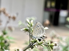 Pseudozizeeria maha okinawana