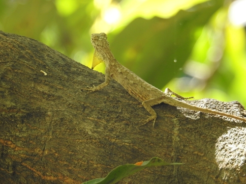 Timor Flying Dragon, Draco timoriensis