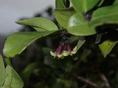 Kadua munroi